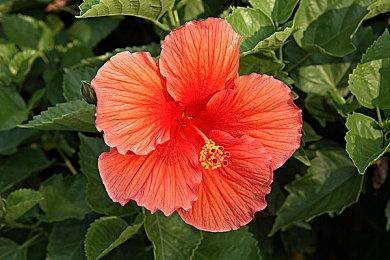 国产魔幻动作爽游《黑神话：悟空》首曝13分钟实机演示 登陆PC+主机